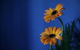 Yellow flowers vase table blue - two yellow flower free wallpaper