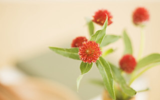 Vase flowers blurry background shallow - byeon sangbyeok free wallpaper
