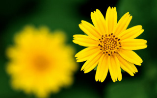 Yellow flower blurry background hatsune - a green background in the background free wallpaper