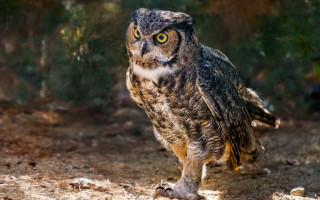 Large owl dirt field forest - top of a dirt field next free wallpaper
