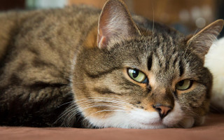 Cat bed white brown green - a bed free wallpaper
