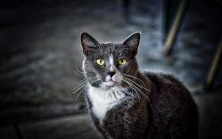 Black cat yellow eyes serious 2 - its face free wallpaper