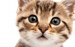Cat blue eye serious closeup - a close up of a cat free wallpaper