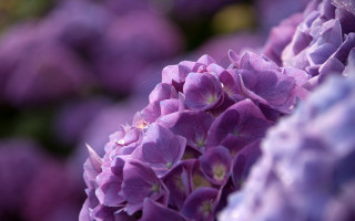 Purple flower macro background blurry - a purple flower free wallpaper