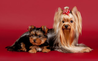 Dogs bows red background shiba - their head free wallpaper