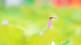 Pink flower bug field macro - a bug free wallpaper