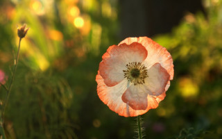 Pink flower green stem bokeh 3 - elinor proby adams free wallpaper