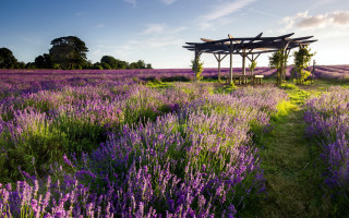 Lavender gazebo sunset figure arts - a field of lavender free wallpaper