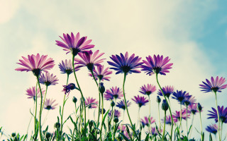 Purple flower field bee sky - a bee free wallpaper