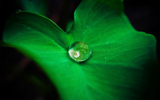 Water droplet green leaf dark - a water droplet free wallpaper
