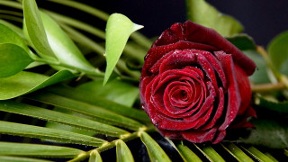 Red rose water droplets gothic - rich free wallpaper