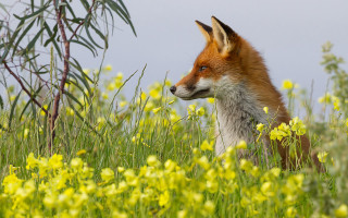 Fox field flowers grass sky - impressionist free wallpaper