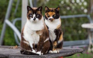 Cats sunlight table bokeh depth - outside free wallpaper