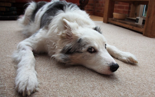 Dog laying on floor furry - his head on free wallpaper