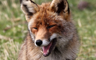 Fox open mouth tongue out 2 - its mouth open free wallpaper