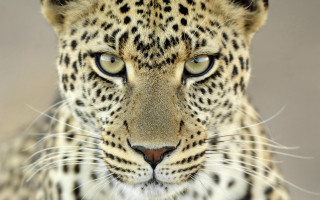 Leopard blue eyes black white 2 - a close up of a leopards face free wallpaper