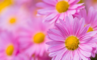 Pink flower closeup macro blurry - yellow center and petals free wallpaper
