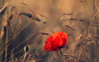 Red poppy tall grass bee - a bee free wallpaper