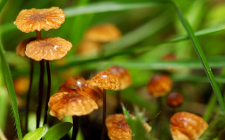 Mushrooms dew grass green leaves - the grass together free wallpaper
