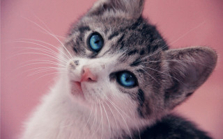 Kitten blue eyes pink background - a kitten free wallpaper