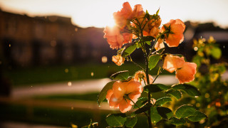 Flower bush building sunbeam blurry - shallow free wallpaper for desktop