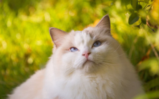 White cat blue eyes grass - a white cat free wallpaper