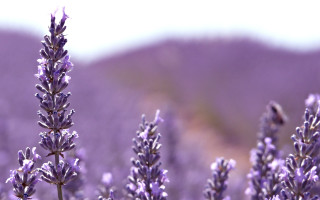 Lavender field bird macro shallow - a field of lavender free wallpaper