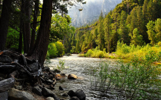 River forest rocks fallen trunk - fallen free wallpaper