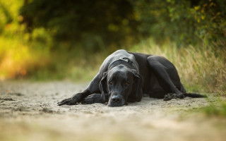 Black dog dirt road forest - a forest of trees and bushes free wallpaper