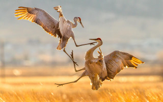 Birds wings open ecological photo - their wing free wallpaper