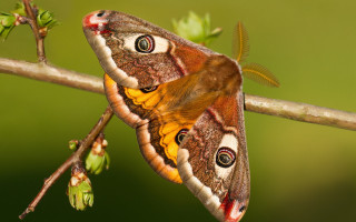 Moth yellow brown branch leaves - a branch free wallpaper