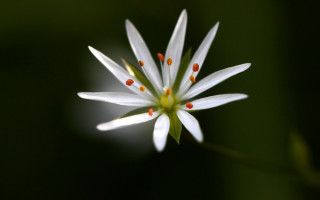 White flower red stamens green - petal free wallpaper