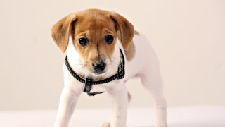 Small dog collar standing head 2 - new objectivity free wallpaper