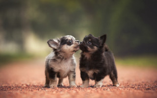 Small dogs licking nose outdoor - two small dog free wallpaper