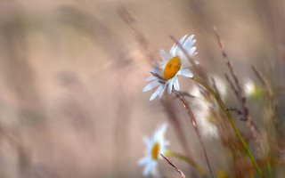 Flower macro sunset sky yellow - a yellow center free wallpaper