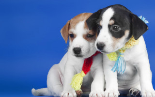 Puppies blue background tassel black - incoherent free wallpaper