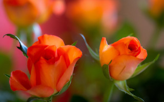Orange roses vase green leaves - rose free wallpaper