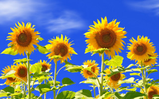 Sunflowers sky clouds summer vibrancy - a field of sunflowers free wallpaper