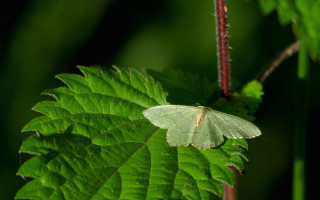 White butterfly green leaves dark - thin free wallpaper