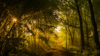 Dirt road forest sunshine autumn - a dirt road in the middle of a forest free wallpaper