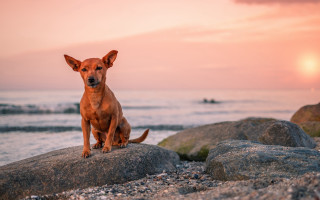 Dog rock ocean sunset beach - a rock near the ocean free wallpaper