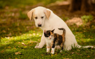 Dog kitten grass outdoors blurry 2 - looking free wallpaper
