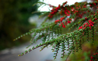 Tree red flowers street bokeh - a close up of a tree free wallpaper
