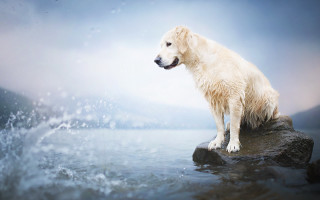 White dog rock water splash - a splash of water free wallpaper
