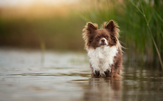 Dog water tallgrass reeds blurry - a dog free wallpaper for desktop
