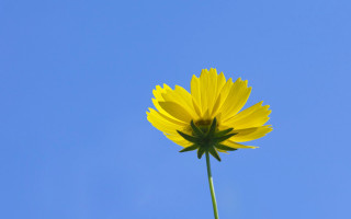Yellow flower blue sky bloom - a single flower free wallpaper