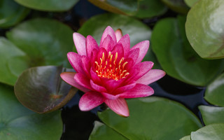 Pink flower blooming water lilies - the water surface free wallpaper