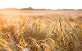 Wheat field sunset fire embers - heavy grain free wallpaper