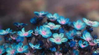 Blue flowers pink centers garden - a microscopic photo free wallpaper