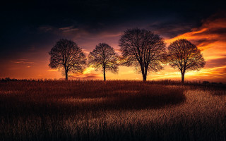 Sunset three trees dark sky - a dark sky in the background free wallpaper